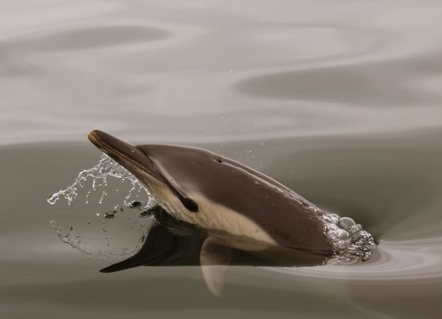 Golfiño común, Delphinus delphis. Este golfiño que tiña moitas dificultades de natación acompañou ao barco durante moito rato chamando a atención. Apareceu varado morto, a necropsia desvelou unha grave afección da súa saúde. Foto: CEMMA