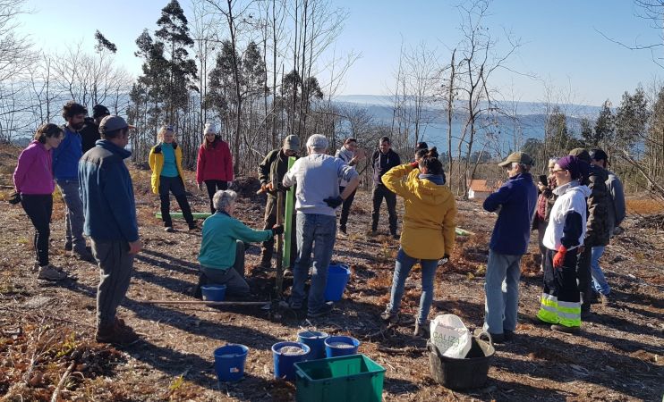 Prantación de árbores autóctonas nunha parcela deseucaliptizada, realizada pola Asociación para a Custodia do Bosque Atlántico Betula con axuda de voluntariado ambiental e fondos económicos achegados pola Asociación e a Deputación da Coruña