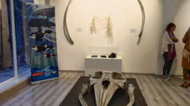 EXPOSICIÓN, GOLFIÑOS Á PROA EN CATRO VILAS DA PROVINCIA DA CORUÑA