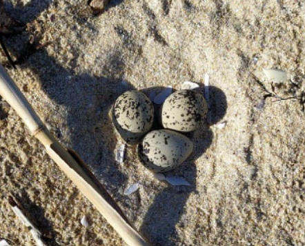 Primeiro niño de píllara das dunas (Charadrius alexandrinus) do ano 2025 en Galicia. Localizado nunha praia de Ferrolterra. Foto cortesía de María Vidal Malde (Universidade de Santiago - Iberalex)