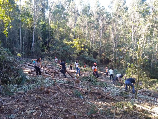 Brigada deseucaliptizadora de Verdegaia retirando eucaliptos para substituílos por especies autóctonas. Verdegaia.