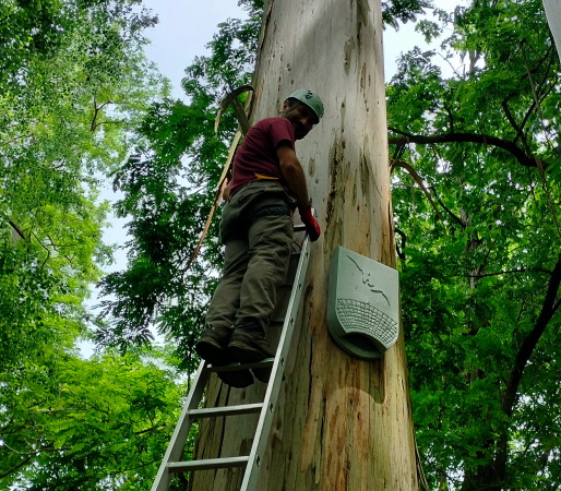 Membro de Morcegos de Galicia instalando unha rede de caixas refuxio para morcegos nos terreos do Pazo de Mariñán, propiedade da Deputación da Coruña